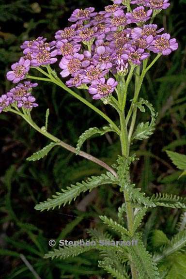 achillea alpina var pulchra 2 graphic